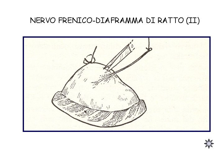 NERVO FRENICO-DIAFRAMMA DI RATTO (II) 