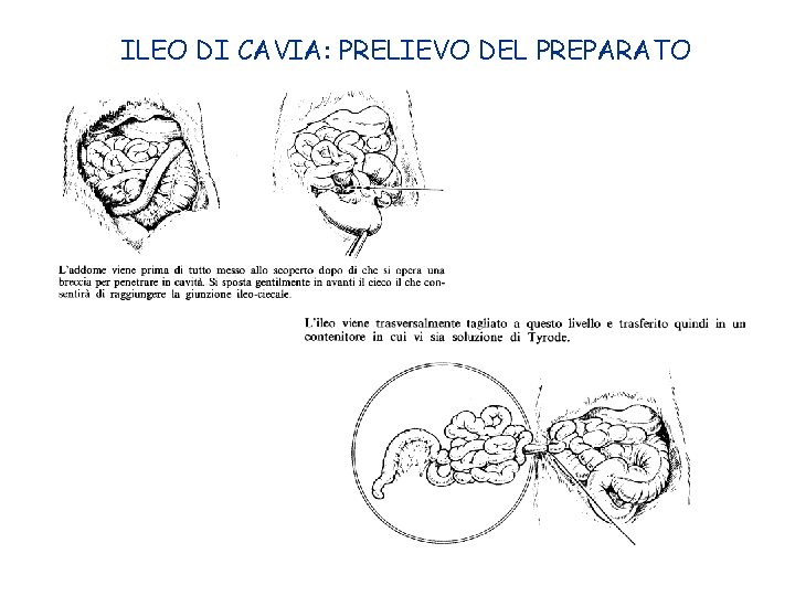 ILEO DI CAVIA: PRELIEVO DEL PREPARATO 