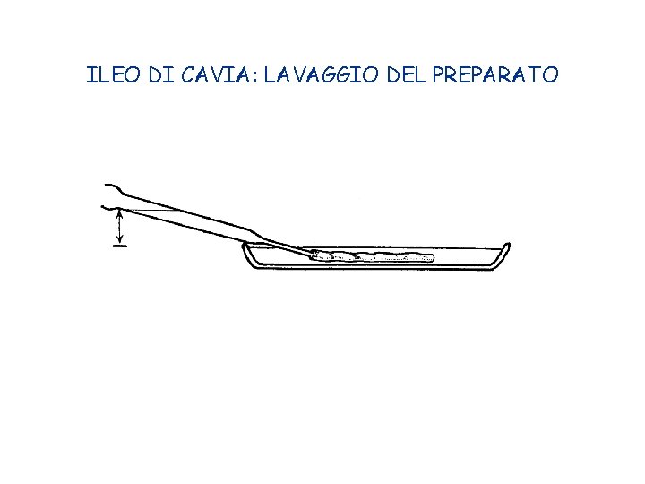 ILEO DI CAVIA: LAVAGGIO DEL PREPARATO 