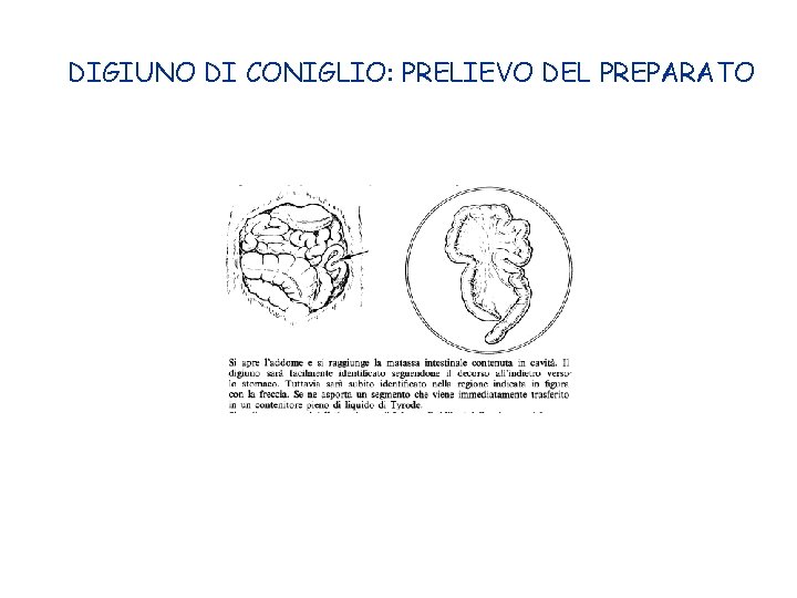 DIGIUNO DI CONIGLIO: PRELIEVO DEL PREPARATO 