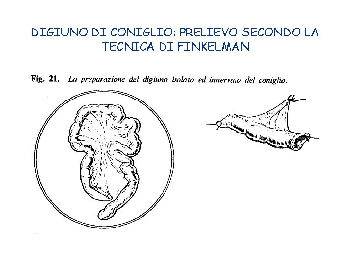 DIGIUNO DI CONIGLIO: PRELIEVO SECONDO LA TECNICA DI FINKELMAN 