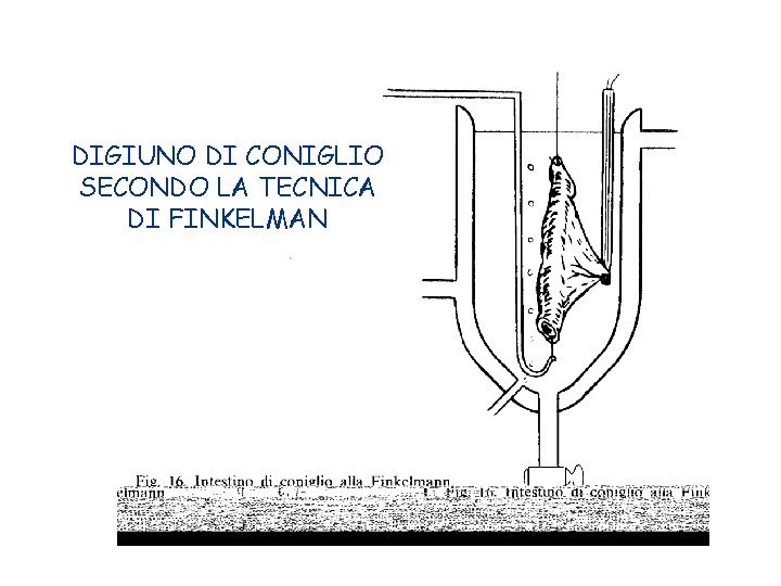 DIGIUNO DI CONIGLIO SECONDO LA TECNICA DI FINKELMAN 