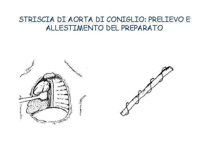 STRISCIA DI AORTA DI CONIGLIO: PRELIEVO E ALLESTIMENTO DEL PREPARATO 