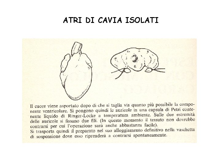 ATRI DI CAVIA ISOLATI 