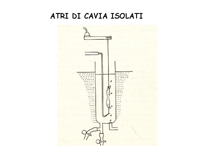 ATRI DI CAVIA ISOLATI 