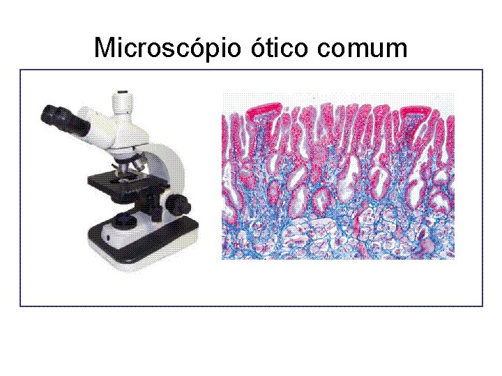 Microscópio ótico comum Microscópio ótico comum