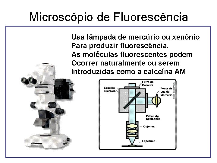 Microscópio de Fluorescência Microscópio de Fluorescência