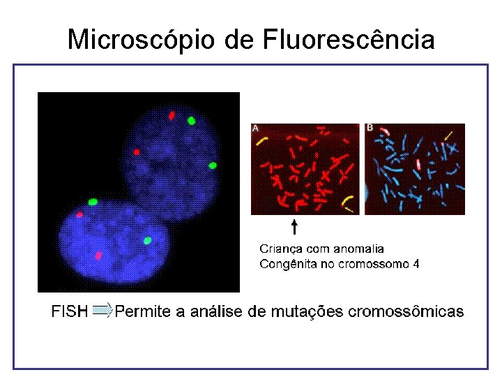 Microscópio de Fluorescência Microscópio de Fluorescência