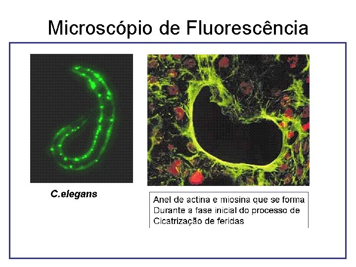 Microscópio de Fluorescência Microscópio de Fluorescência