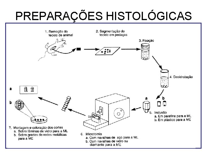 PREPARAÇÕES HISTOLÓGICAS PREPARAÇÕES HISTOLÓGICAS
