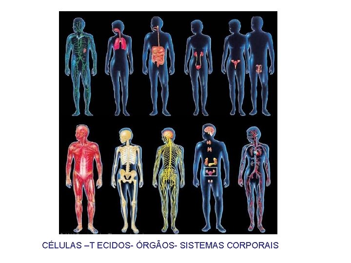 CÉLULAS –T ECIDOS- ÓRGÃOS- SISTEMAS CORPORAIS CÉLULAS –T ECIDOS- ÓRGÃOS- SISTEMAS CORPORAIS