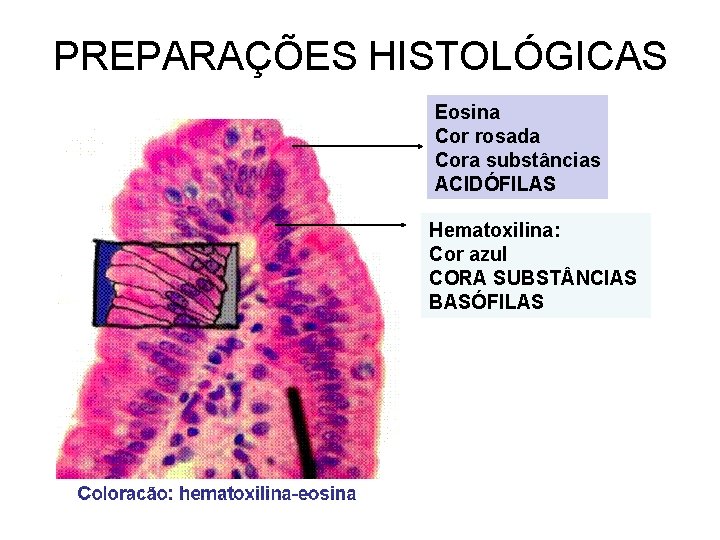 PREPARAÇÕES HISTOLÓGICAS Eosina Cor rosada Cora substâncias ACIDÓFILAS Hematoxilina: Cor azul CORA SUBST NCIAS PREPARAÇÕES HISTOLÓGICAS Eosina Cor rosada Cora substâncias ACIDÓFILAS Hematoxilina: Cor azul CORA SUBST NCIAS