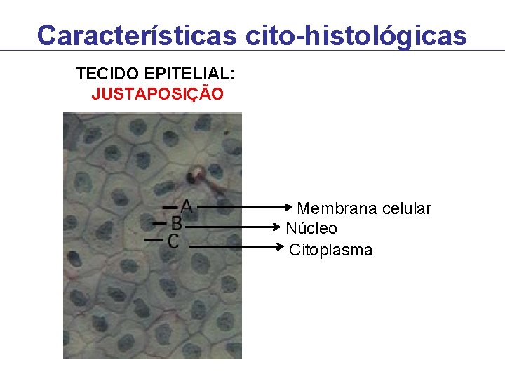 Características cito-histológicas TECIDO EPITELIAL: JUSTAPOSIÇÃO Membrana celular Núcleo Citoplasma Características cito-histológicas TECIDO EPITELIAL: JUSTAPOSIÇÃO Membrana celular Núcleo Citoplasma