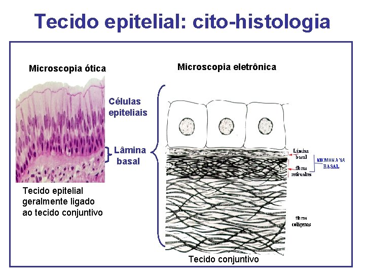 Tecido epitelial: cito-histologia Microscopia eletrônica Microscopia ótica Células epiteliais Lâmina basal Tecido epitelial geralmente Tecido epitelial: cito-histologia Microscopia eletrônica Microscopia ótica Células epiteliais Lâmina basal Tecido epitelial geralmente