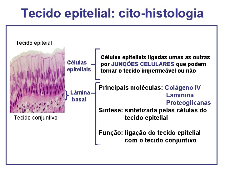 Tecido epitelial: cito-histologia Tecido epiteial Células epiteliais Lâmina basal Tecido conjuntivo Células epiteliais ligadas Tecido epitelial: cito-histologia Tecido epiteial Células epiteliais Lâmina basal Tecido conjuntivo Células epiteliais ligadas