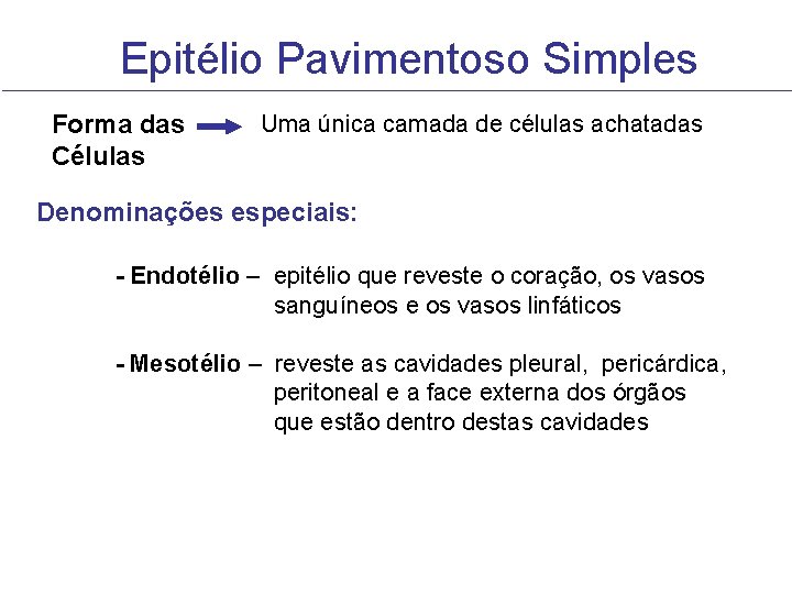 Epitélio Pavimentoso Simples Forma das Células Uma única camada de células achatadas Denominações especiais: Epitélio Pavimentoso Simples Forma das Células Uma única camada de células achatadas Denominações especiais: