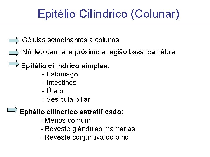 Epitélio Cilíndrico (Colunar) Células semelhantes a colunas Núcleo central e próximo a região basal Epitélio Cilíndrico (Colunar) Células semelhantes a colunas Núcleo central e próximo a região basal