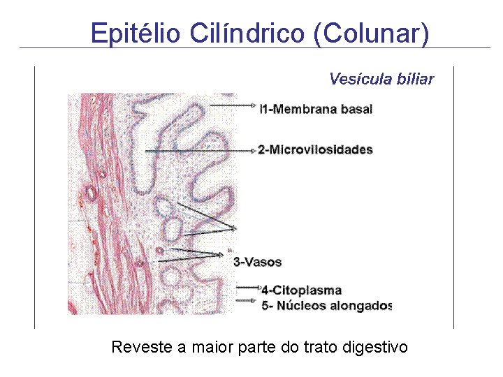 Epitélio Cilíndrico (Colunar) Reveste a maior parte do trato digestivo Epitélio Cilíndrico (Colunar) Reveste a maior parte do trato digestivo