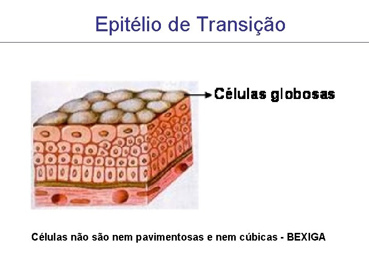 Epitélio de Transição Células não são nem pavimentosas e nem cúbicas - BEXIGA Epitélio de Transição Células não são nem pavimentosas e nem cúbicas - BEXIGA