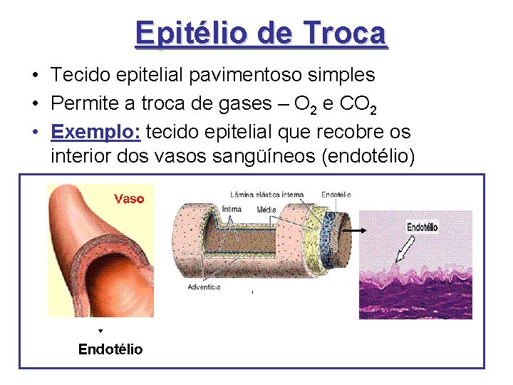 Epitélio de Troca • Tecido epitelial pavimentoso simples • Permite a troca de gases Epitélio de Troca • Tecido epitelial pavimentoso simples • Permite a troca de gases