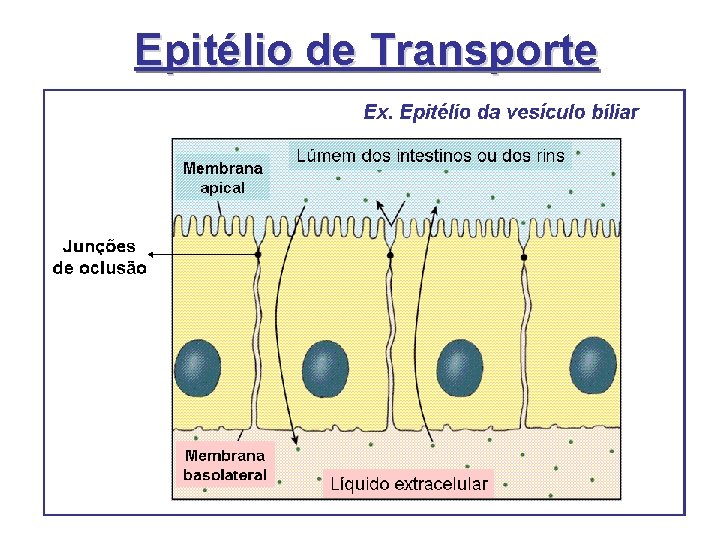 Epitélio de Transporte Epitélio de Transporte
