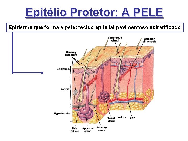 Epitélio Protetor: A PELE Epiderme que forma a pele: tecido epitelial pavimentoso estratificado Epitélio Protetor: A PELE Epiderme que forma a pele: tecido epitelial pavimentoso estratificado
