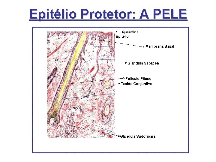 Epitélio Protetor: A PELE Epitélio Protetor: A PELE