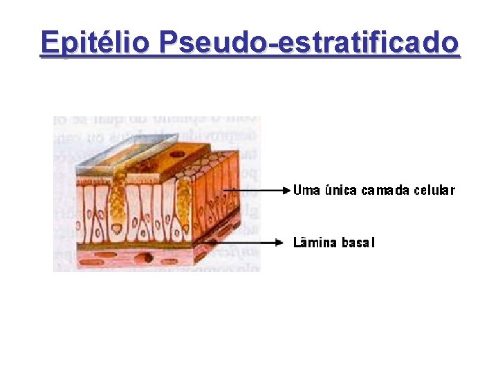 Epitélio Pseudo-estratificado Epitélio Pseudo-estratificado