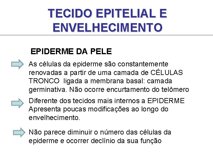 TECIDO EPITELIAL E ENVELHECIMENTO EPIDERME DA PELE As células da epiderme são constantemente renovadas TECIDO EPITELIAL E ENVELHECIMENTO EPIDERME DA PELE As células da epiderme são constantemente renovadas