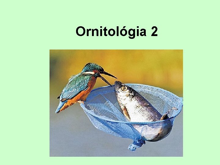 Ornitológia 2 