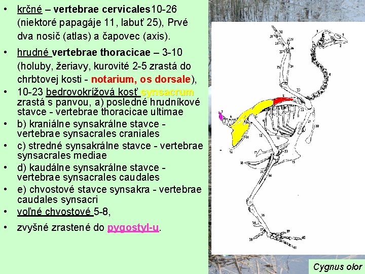  • krčné – vertebrae cervicales 10 -26 (niektoré papagáje 11, labuť 25), Prvé