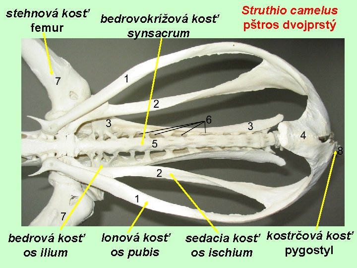 stehnová kosť femur bedrovokrížová kosť synsacrum bedrová kosť os ilium lonová kosť os pubis