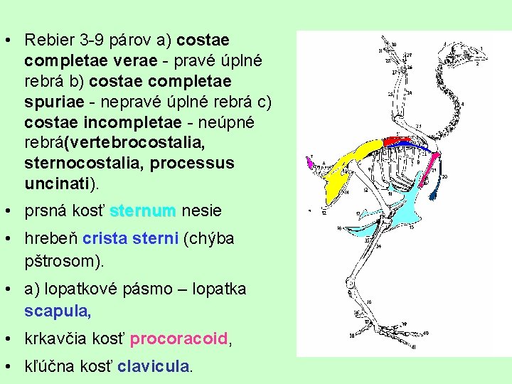  • Rebier 3 -9 párov a) costae completae verae - pravé úplné rebrá