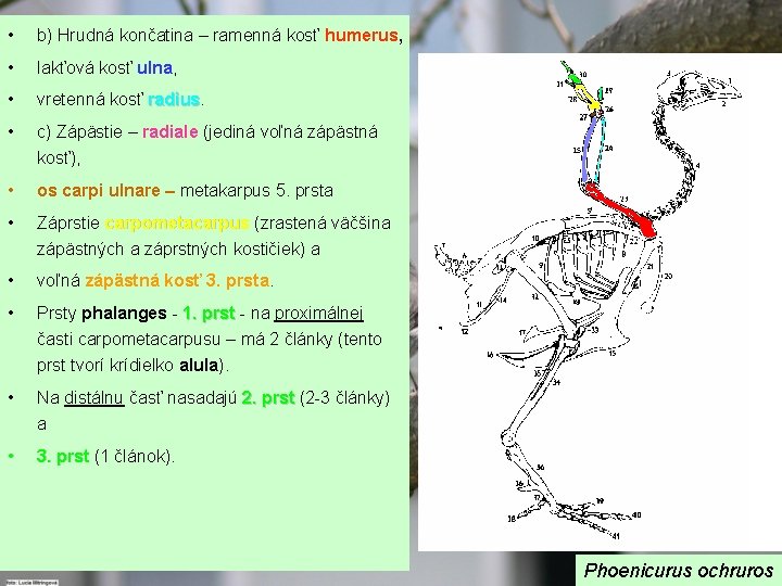  • b) Hrudná končatina – ramenná kosť humerus, • lakťová kosť ulna, •