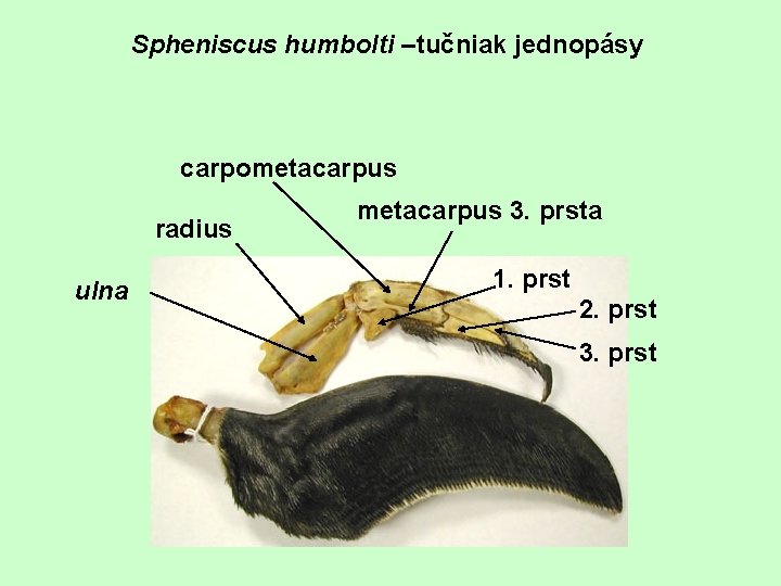 Spheniscus humbolti –tučniak jednopásy carpometacarpus radius ulna metacarpus 3. prsta 1. prst 2. prst