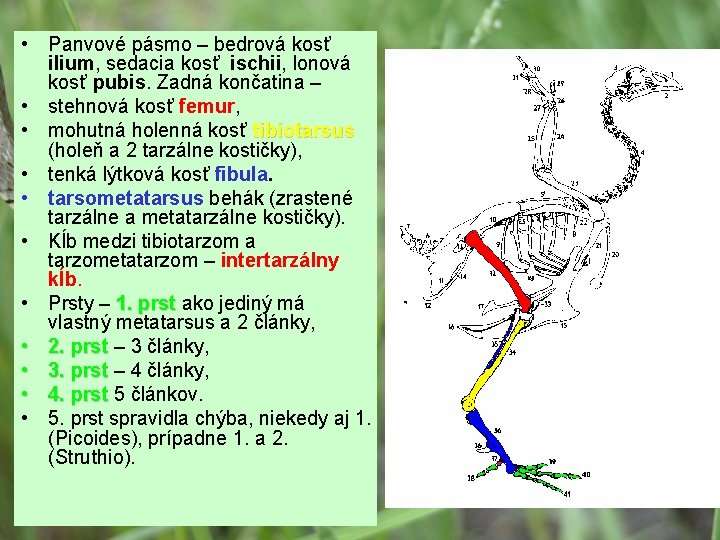 • Panvové pásmo – bedrová kosť ilium, sedacia kosť ischii, lonová kosť pubis.