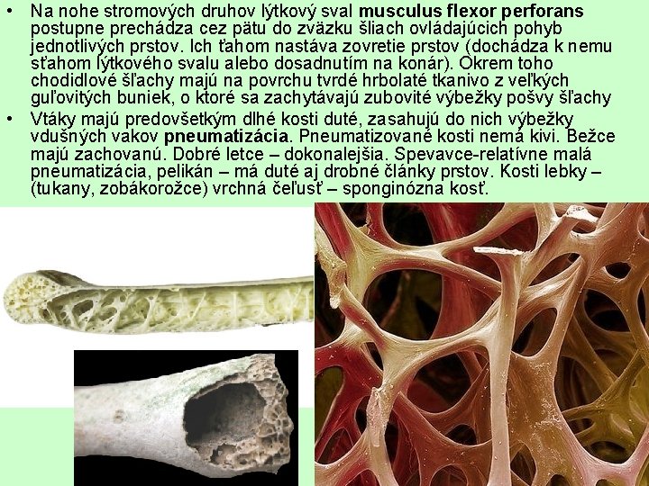  • Na nohe stromových druhov lýtkový sval musculus flexor perforans postupne prechádza cez