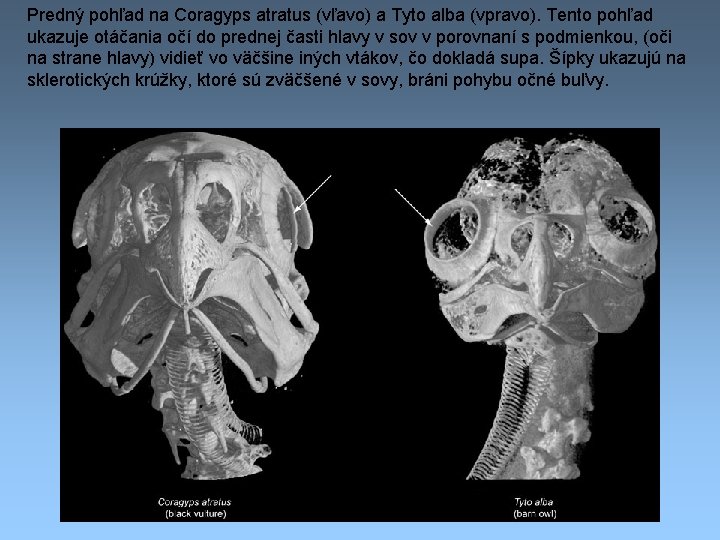 Predný pohľad na Coragyps atratus (vľavo) a Tyto alba (vpravo). Tento pohľad ukazuje otáčania