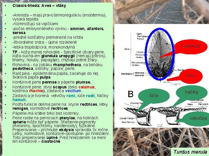  • Classis-trieda: Aves – vtáky • -Amniota – majú pravú termoreguláciu (endotermiu), vysoká