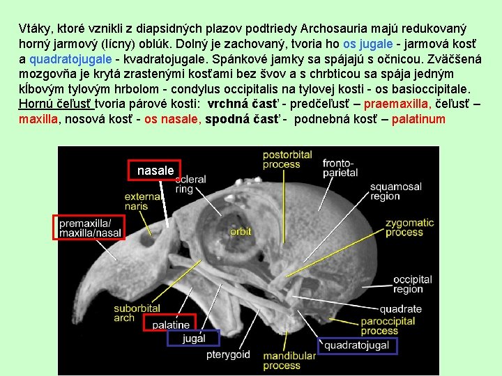 Vtáky, ktoré vznikli z diapsidných plazov podtriedy Archosauria majú redukovaný horný jarmový (lícny) oblúk.