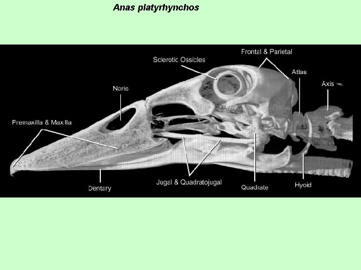 Anas platyrhynchos 