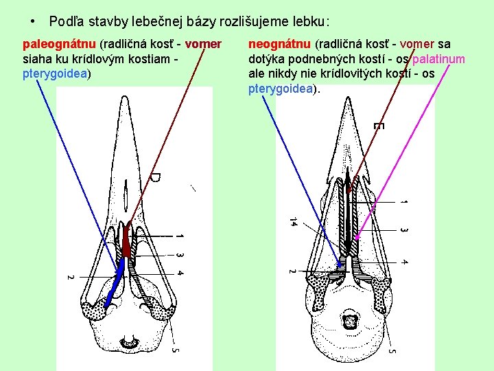  • Podľa stavby lebečnej bázy rozlišujeme lebku: paleognátnu (radličná kosť - vomer siaha