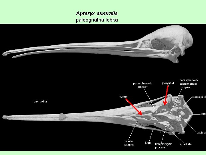 Apteryx australis paleognátna lebka 