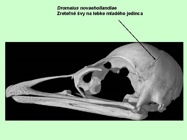 Dromaius novaehollandiae Zreteľné švy na lebke mladého jedinca 