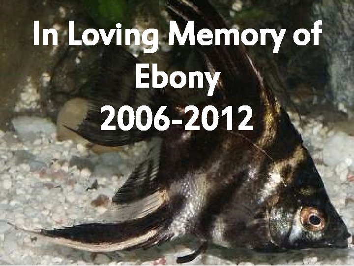 In Loving Memory of Ebony 2006 -2012 