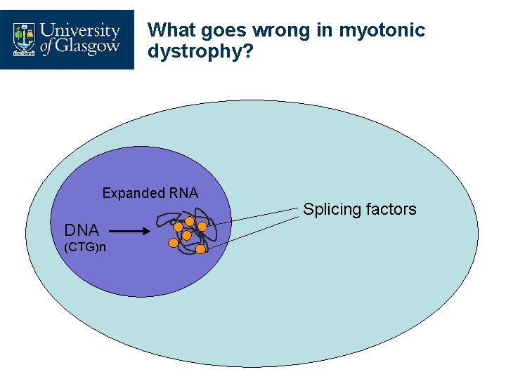 What goes wrong in myotonic dystrophy? Expanded RNA DNA (CTG)n Splicing factors 