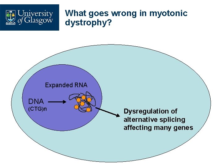 What goes wrong in myotonic dystrophy? Expanded RNA DNA (CTG)n Dysregulation of alternative splicing