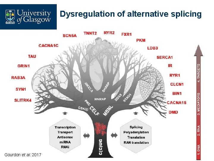 Dysregulation of alternative splicing Gourdon et al. 2017 