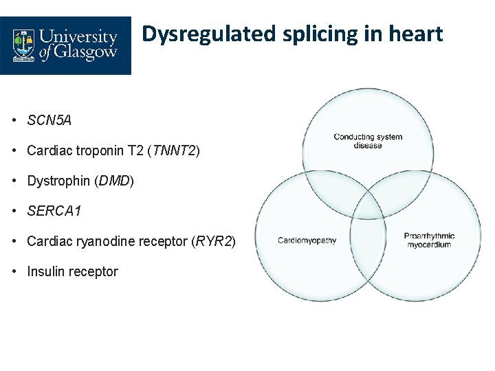 Dysregulated splicing in heart • SCN 5 A • Cardiac troponin T 2 (TNNT