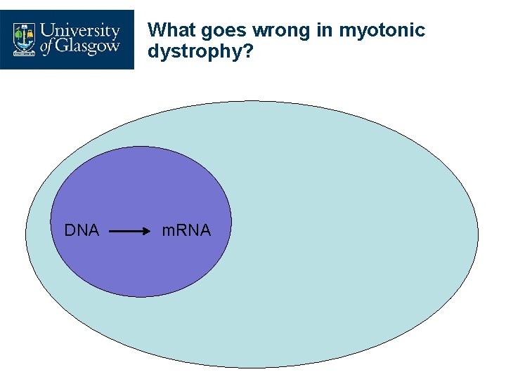 What goes wrong in myotonic dystrophy? DNA m. RNA 
